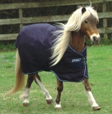 Amigo Bravo 12 Medium Pony